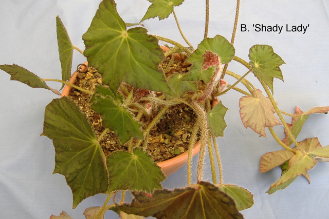 B. ‘Shady Lady’